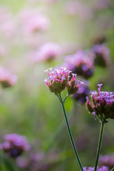 Imagen Fondo Las Flores Colores Naturaleza Fondo — Foto de Stock