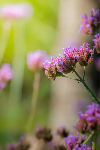 Imagen Fondo Las Flores Colores Naturaleza Fondo — Foto de Stock