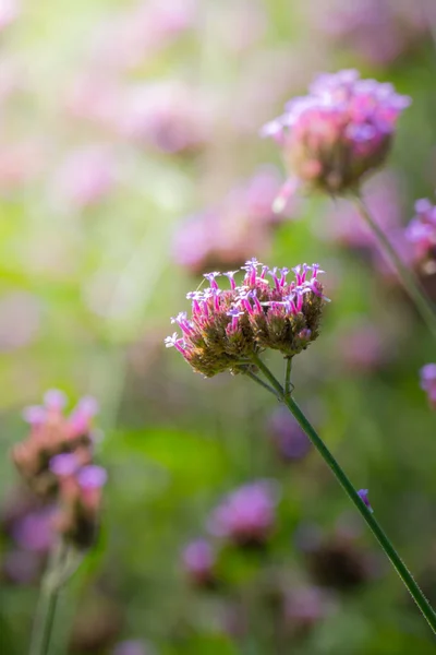 色とりどりの花の背景イメージ 背景自然 — ストック写真