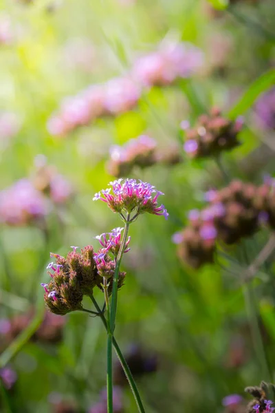 Imagen Fondo Las Flores Colores Naturaleza Fondo — Foto de Stock