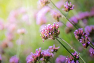 Renkli çiçeklerin arkaplan resmi, arka plan doğası