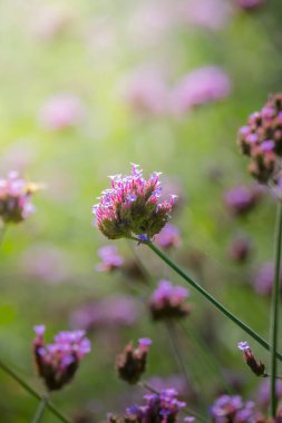 Renkli çiçeklerin arkaplan resmi, arka plan doğası
