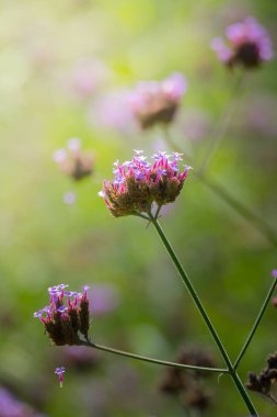 Renkli çiçeklerin arkaplan resmi, arka plan doğası