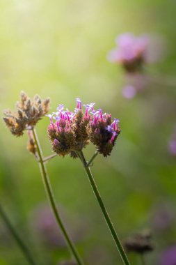 Renkli çiçeklerin arkaplan resmi, arka plan doğası