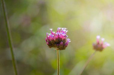 Renkli çiçeklerin arkaplan resmi, arka plan doğası