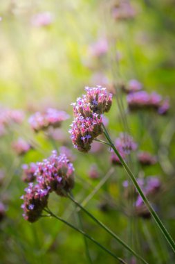 Renkli çiçeklerin arkaplan resmi, arka plan doğası