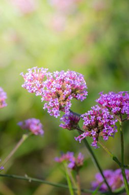 Renkli çiçeklerin arkaplan resmi, arka plan doğası