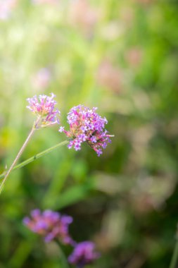 Renkli çiçeklerin arkaplan resmi, arka plan doğası