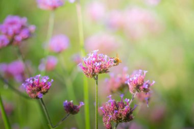 Renkli çiçeklerin arkaplan resmi, arka plan doğası
