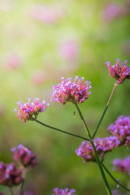 Renkli çiçeklerin arkaplan resmi, arka plan doğası