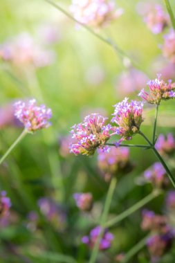 Renkli çiçeklerin arkaplan resmi, arka plan doğası