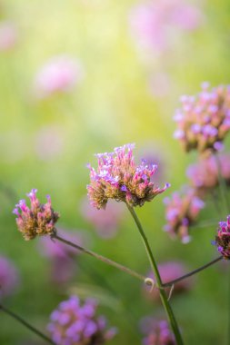Renkli çiçeklerin arkaplan resmi, arka plan doğası