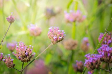 Renkli çiçeklerin arkaplan resmi, arka plan doğası