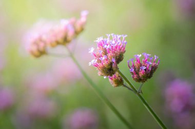 Renkli çiçeklerin arkaplan resmi, arka plan doğası