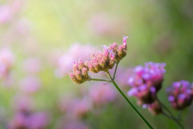 Renkli çiçeklerin arkaplan resmi, arka plan doğası