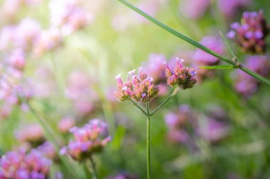 Renkli çiçeklerin arkaplan resmi, arka plan doğası