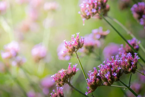 Background Image Colorful Flowers Background Nature — Stock Photo, Image