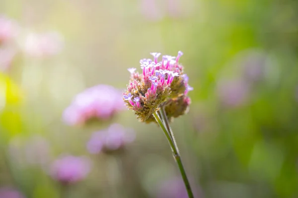 Background Image Colorful Flowers Background Nature — Stock Photo, Image