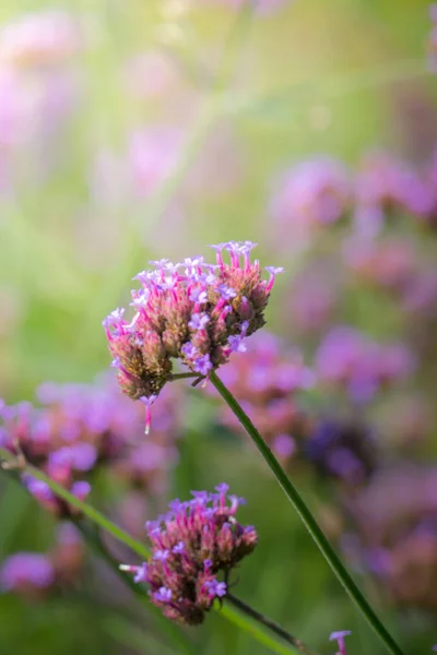 Imagen Fondo Las Flores Colores Naturaleza Fondo — Foto de Stock