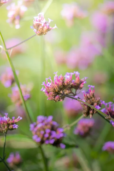 Imagen Fondo Las Flores Colores Naturaleza Fondo — Foto de Stock