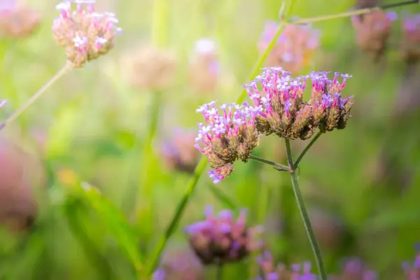 Imagen Fondo Las Flores Colores Naturaleza Fondo — Foto de Stock