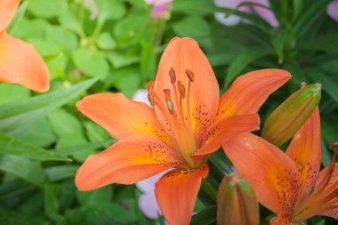 Renkli çiçeklerin arkaplan resmi, arka plan doğası