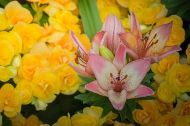 Renkli çiçeklerin arkaplan resmi, arka plan doğası