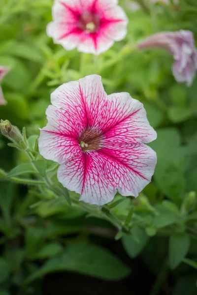 色とりどりの花の背景イメージ 背景自然 — ストック写真