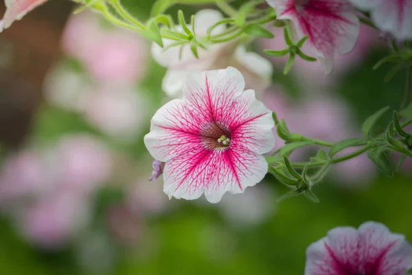 色とりどりの花の背景イメージ 背景自然 — ストック写真