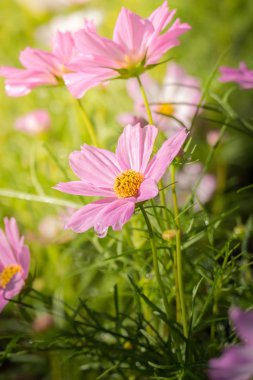 Renkli çiçeklerin arkaplan resmi, arka plan doğası