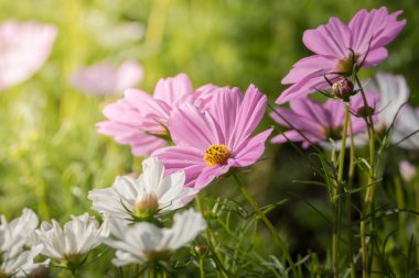 Renkli çiçeklerin arkaplan resmi, arka plan doğası