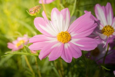 Renkli çiçeklerin arkaplan resmi, arka plan doğası