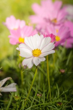 Renkli çiçeklerin arkaplan resmi, arka plan doğası