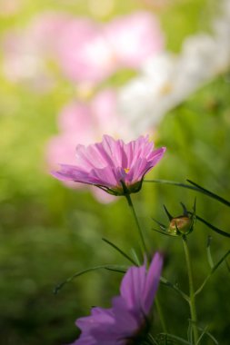 Renkli çiçeklerin arkaplan resmi, arka plan doğası