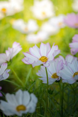 Renkli çiçeklerin arkaplan resmi, arka plan doğası