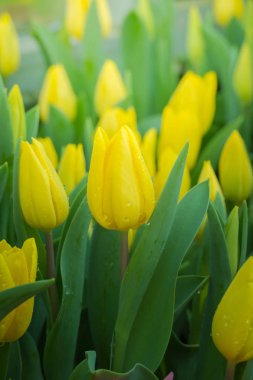 Güzel bir buket lale. Renkli laleler. doğa arkaplanı