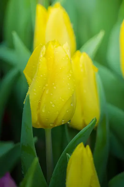 Schöner Strauß Tulpen Bunte Tulpen Hintergrund Natur — Stockfoto