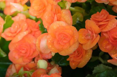 Renkli çiçeklerin arkaplan resmi, arka plan doğası