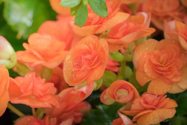 Renkli çiçeklerin arkaplan resmi, arka plan doğası