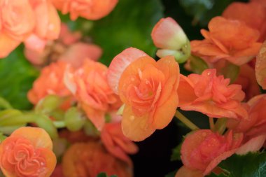 Renkli çiçeklerin arkaplan resmi, arka plan doğası