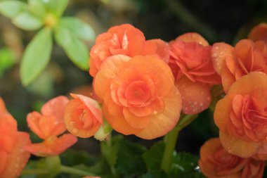 Renkli çiçeklerin arkaplan resmi, arka plan doğası