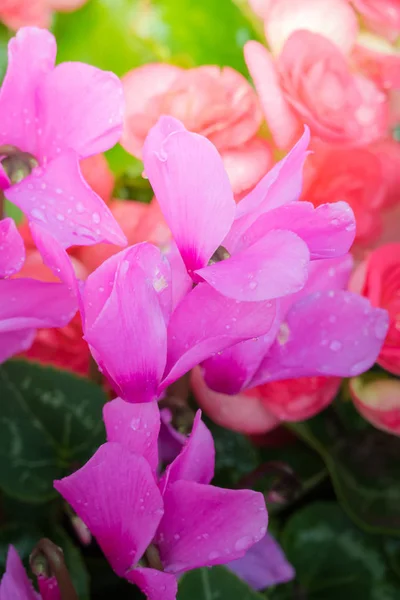 Background Image Colorful Flowers Background Nature — Stock Photo, Image