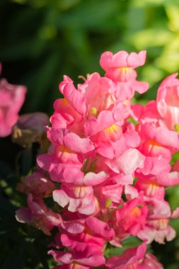 Renkli çiçeklerin arkaplan resmi, arka plan doğası