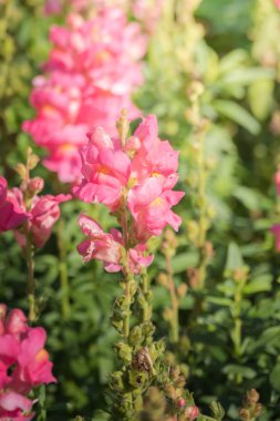 Renkli çiçeklerin arkaplan resmi, arka plan doğası