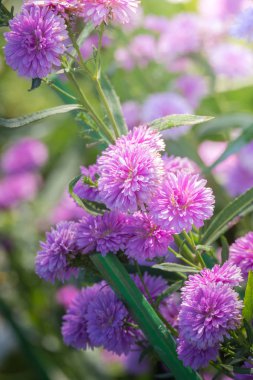 Renkli çiçeklerin arkaplan resmi, arka plan doğası