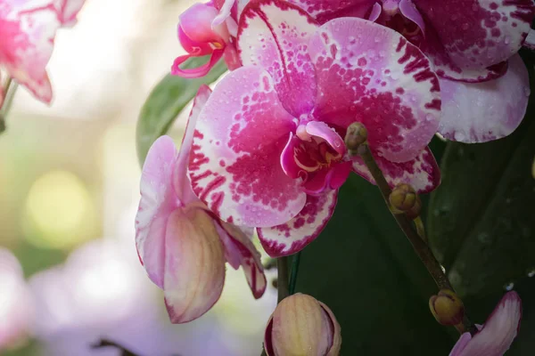 Bakgrundsbilden Färgglada Blommor Bakgrund Natur — Stockfoto