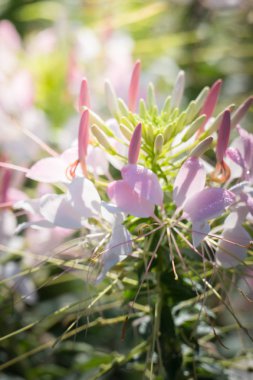 Renkli çiçeklerin arkaplan resmi, arka plan doğası