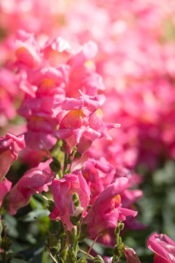 Renkli çiçeklerin arkaplan resmi, arka plan doğası