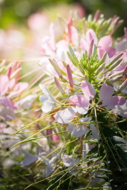 Renkli çiçeklerin arkaplan resmi, arka plan doğası