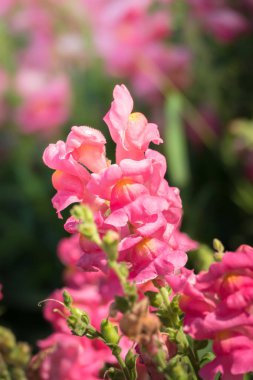 Renkli çiçeklerin arkaplan resmi, arka plan doğası